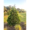 Unbranded 7 Gal. Green Giant Arborvitae (Thuja) Live Evergreen Shrub 15601