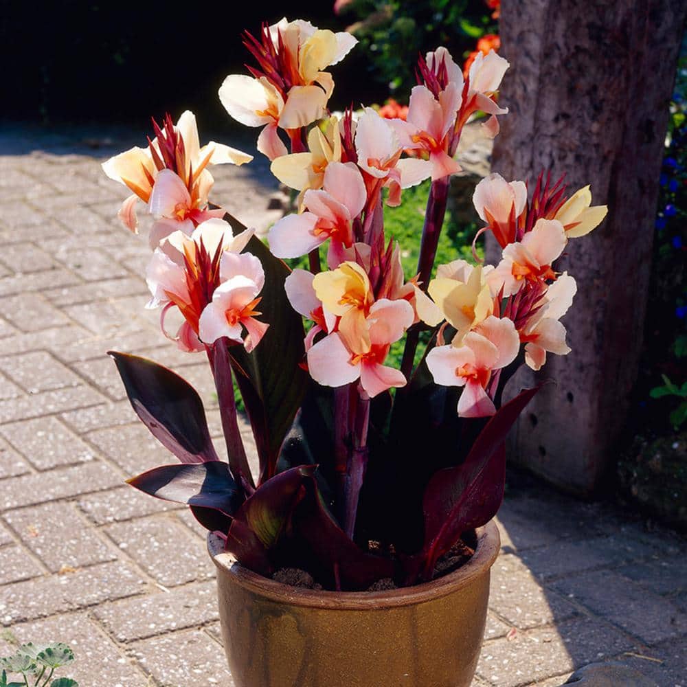 VAN ZYVERDEN Peach Canna Angel Martin Bulbs (5-Pack) 83452 - The