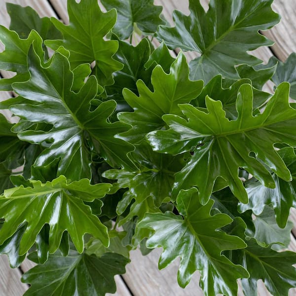 United Nursery Philodendron Shangri La Live Indoor Outdoor Plant in 10 inch  Premium Sustainable Ecopots White Grey Pot PSELLOUM10WG - The Home Depot