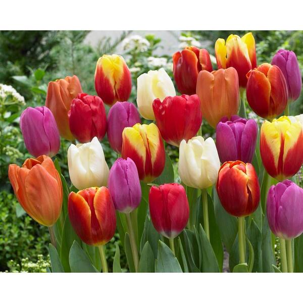 Bloomsz Premium Tulip Mix Bulbs (50-Pack)