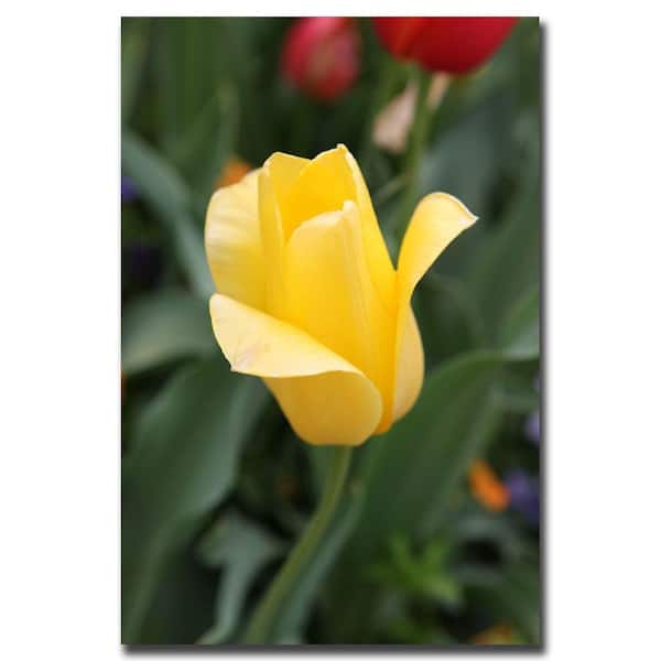 Trademark Fine Art 18 in. x 24 in. Yellow Tulip Canvas Art