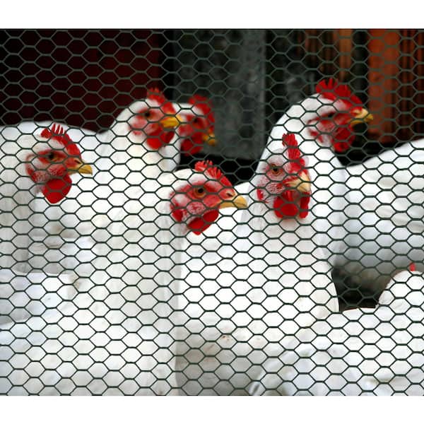 3' x 25', Black BOEN Poultry hex Netting Plastic Temporary Barrier Chicken Wire Protection for Yard 
