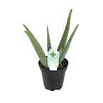 3.5 in. Aloe Vera Plant