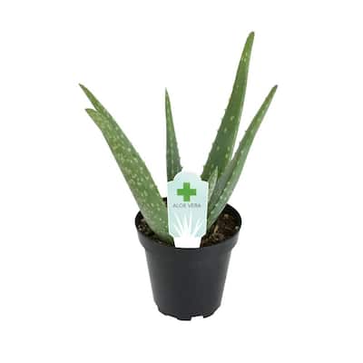 3.5 in. Aloe Vera Plant
