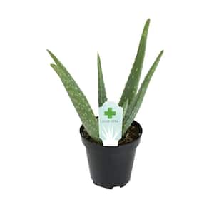 NATURAE DECOR Artificial 17 in. Aloe Vera Plants in Plastic Terracotta Pot  CAC-ALOE-17-1PK - The Home Depot