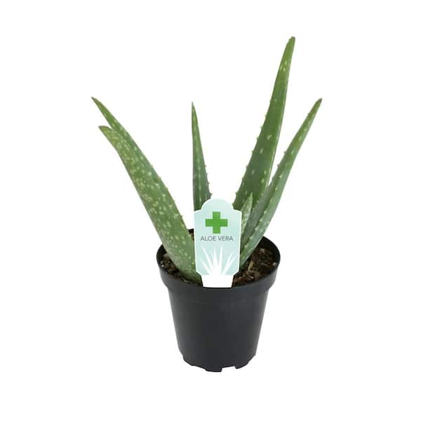 Aloe Vera for Sale - Buying & Growing Guide 