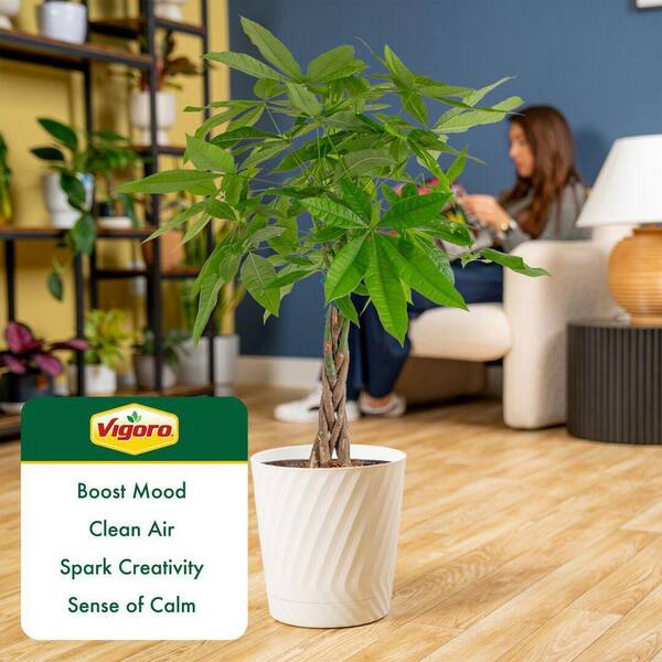 Vigoro Pachira Braid Indoor Money Tree Plant in 10 in. Decor Planter Avg. Shipping Height 3-4 ft. Tall