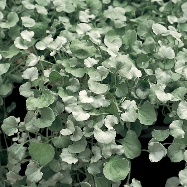 Vigoro 1 qt. 'Silver Falls' Dichondra Green Perennial Plant with No ...