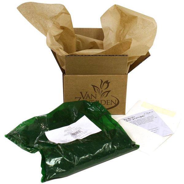 VAN ZYVERDEN Peony Festiva Maxima Roots (6-Pack) 832923 - The Home