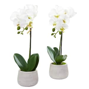 Indoor Phalaenopsis Orchid Artificial Arrangement (Set of 2)