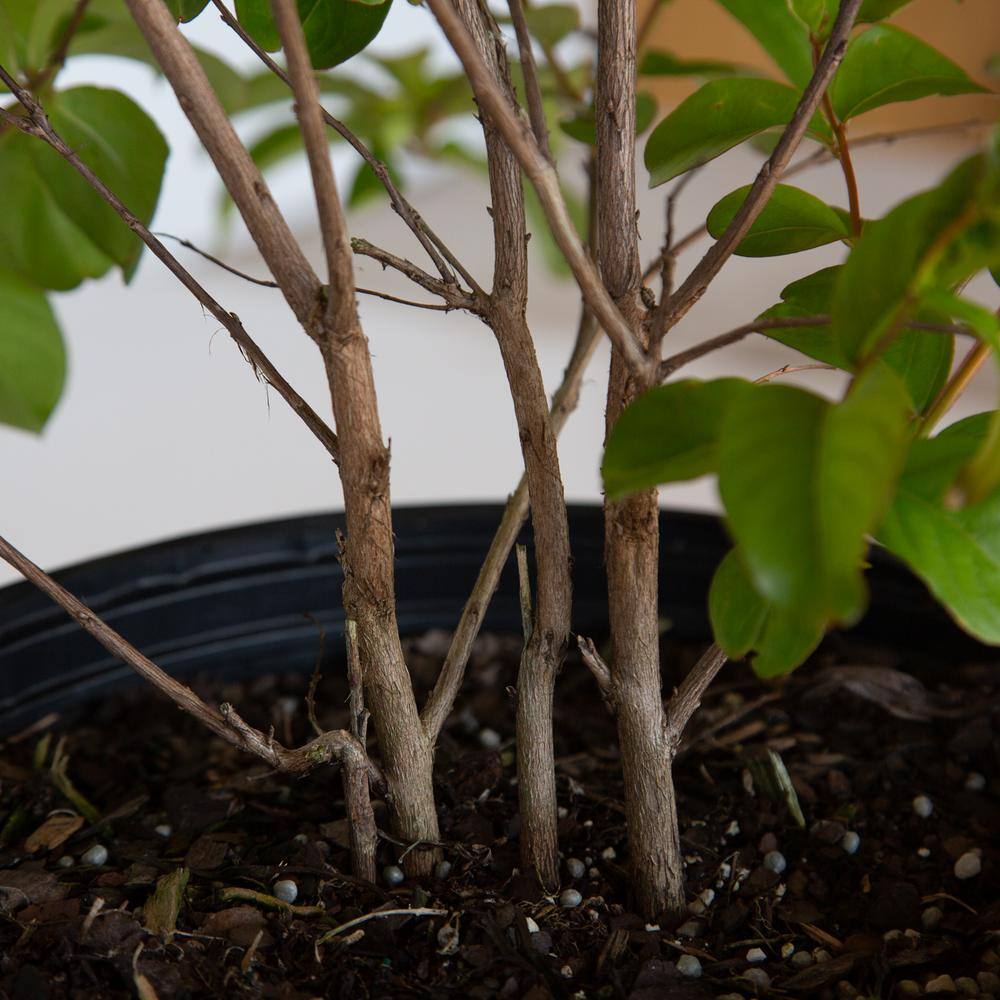 2.5 Gal. Miami Crape Myrtle Tree with Pink Blooms and Green Foliage