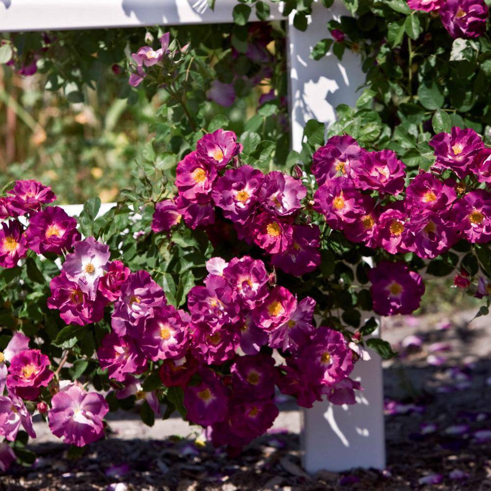 Dormant Mini Roses DIRECT GARDENING Stormy Weather Climbing Rose, Dormant Bare Root Plant ...
