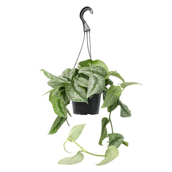 ALTMAN PLANTS 6 in. Satin Pothos Hanging Basket (Scindapsus Pictus ...