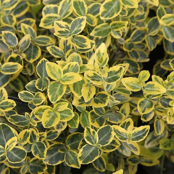 2.5 qt. Emerald and Gold Euonymus Low-Growing Live Evergreen Shrub