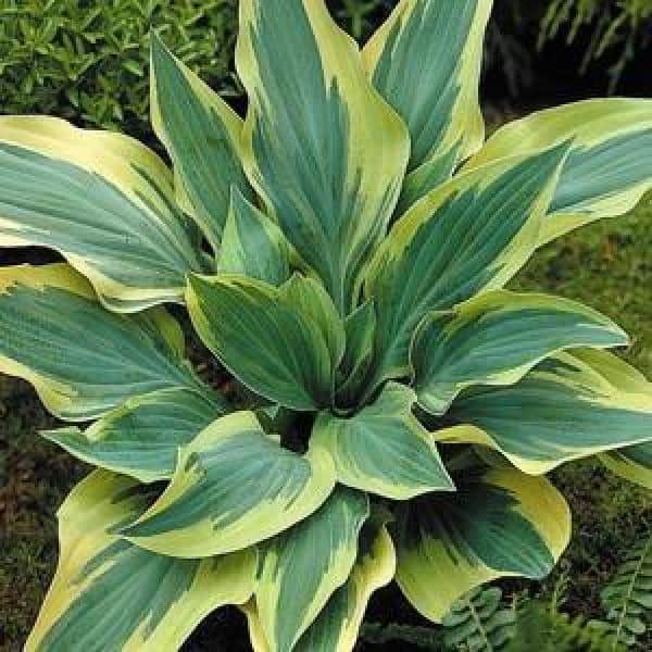 2.5 Qt. Hosta Wolverine in 6.3 in. Grower's Pot (2-Packs)