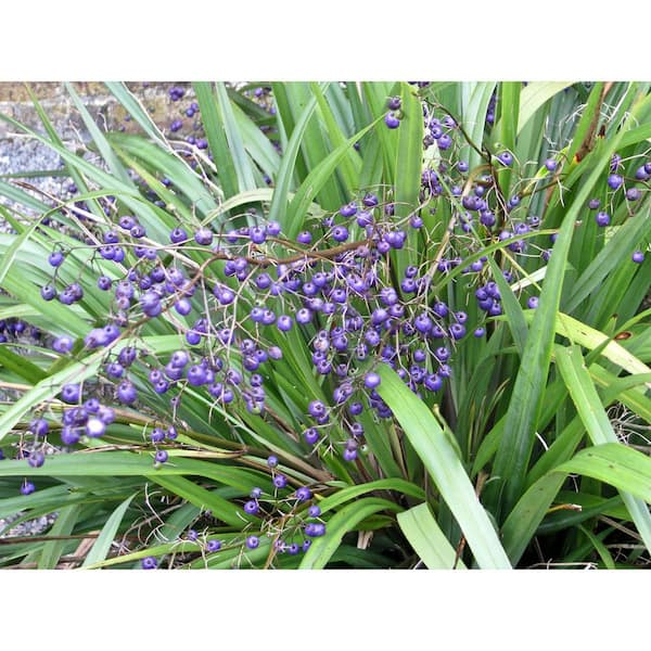 2 qt. Spreading Fax Lily Daniella Plant with Purple Blossoms in Grower Pot