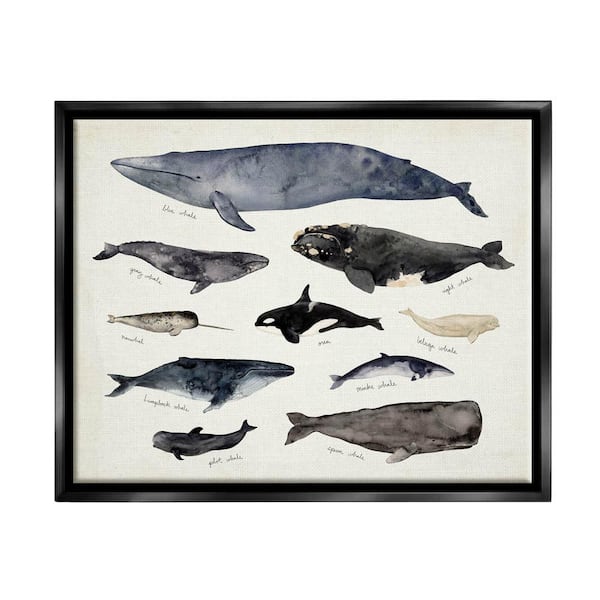 The Stupell Home Decor Collection Vintage Nautical Chart of Whales Ocean Life by Victoria Barnes Floater Frame Animal Wall Art Print 25 in. x 31 in.
