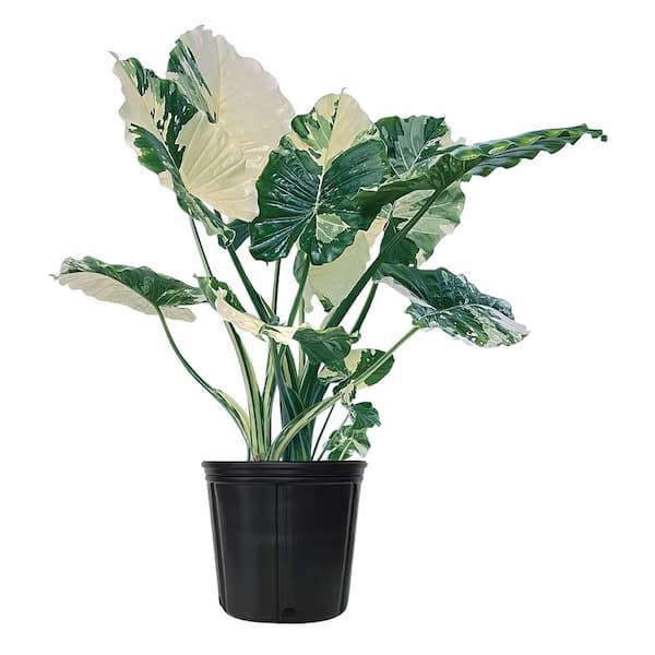 1.72 Gal. Dawn Variegated Alocasia Indoor Tropical Houseplant in Grower Pot (1-Pack)