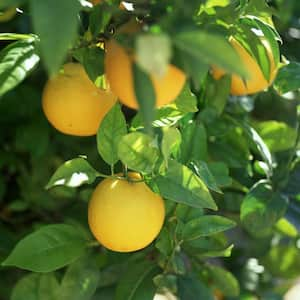 Harvey Lemon Tree-Live Plant in a 1 Gallon Pot-Citrus Limon Harvey-Cannot Ship Out of Florida-Fruit Tree