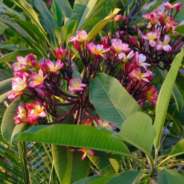 national PLANT NETWORK 1 gal. Plumeria Sunrise Plant with