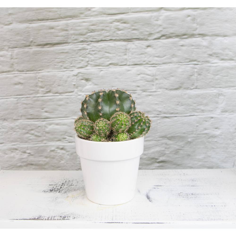 Green Cactus in White Clay Planter, 9" Tall