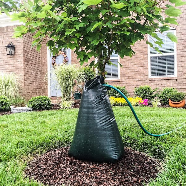 Your Help Needed Watering New Street Trees – Melrose Recycles Blog