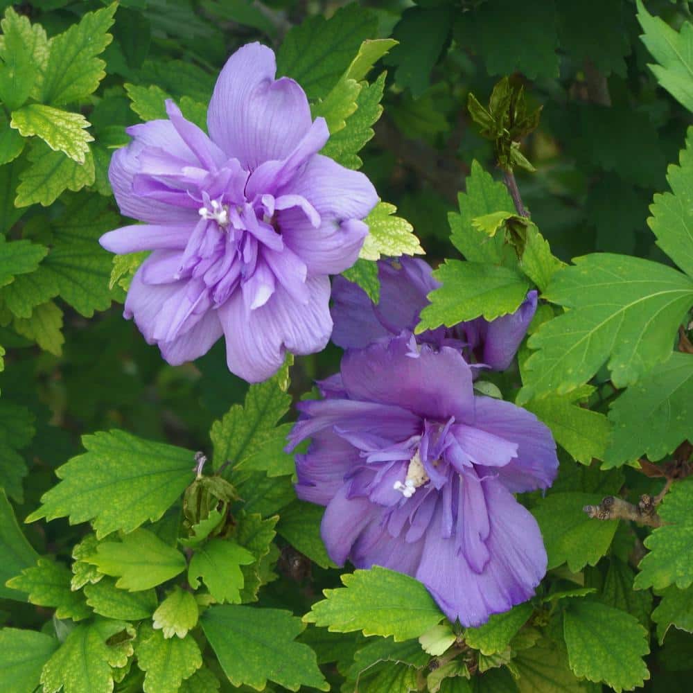 Lavender Blueberry Smoothie Hibiscus Flowering Shrub in 2-Gallon Pot