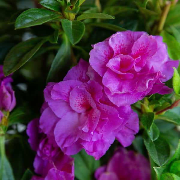 1 Gal. Autumn Majesty Shrub with Rich Semi-Double Purple Flowers