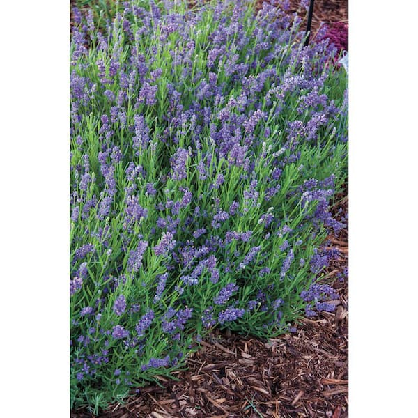 SMART PLANET 2.5 QT. English Lavender Plant