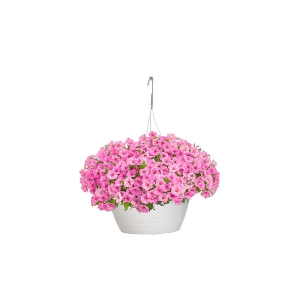 PROVEN WINNERS 10 in. Supertunia Vista Bubblegum Mono Hanging Basket (Petunia) Live Plant, Pink Flowers