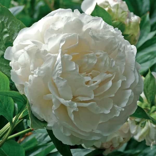 Spring Hill Nurseries White Frost Peony Potted Flowering Perennial Starter Plant (1-Pack)
