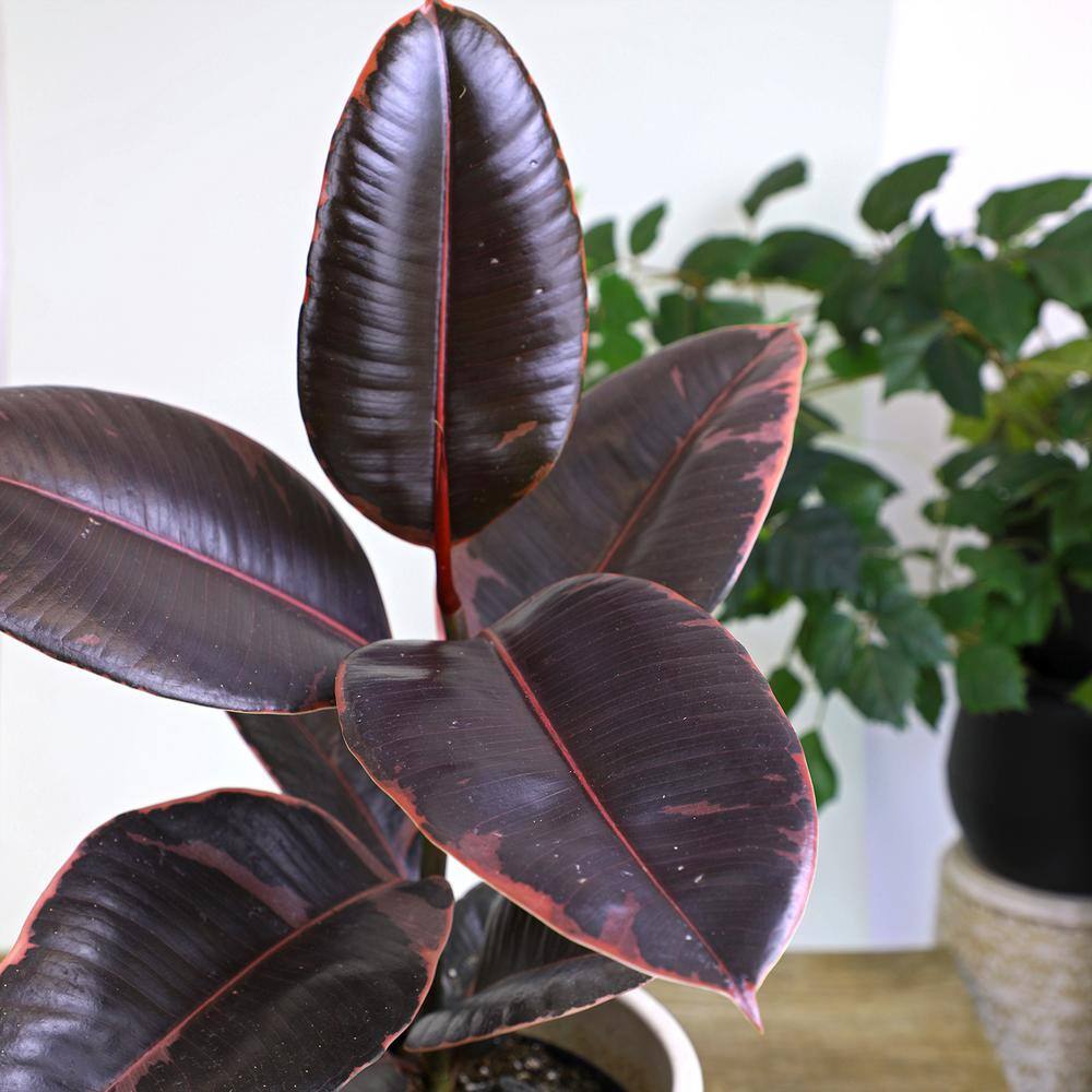 Ruby Ficus Rubber Tree in Black Plastic Planter