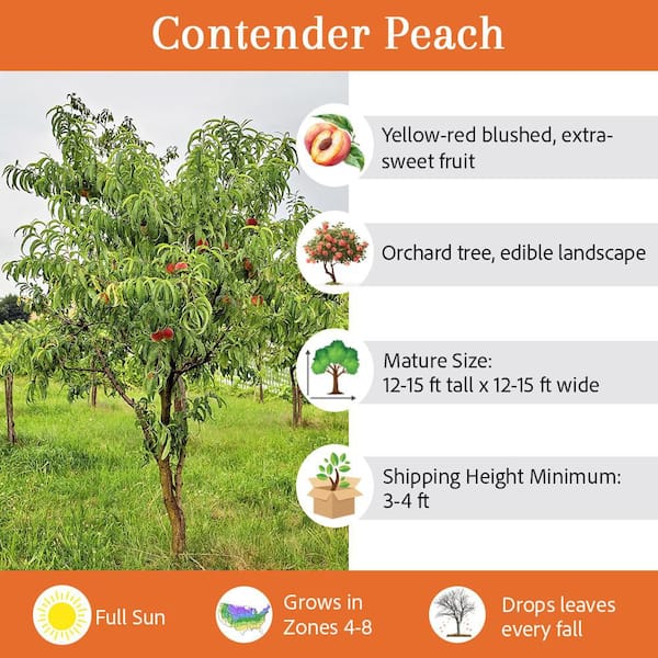 7 Gal. Contender Peach Tree