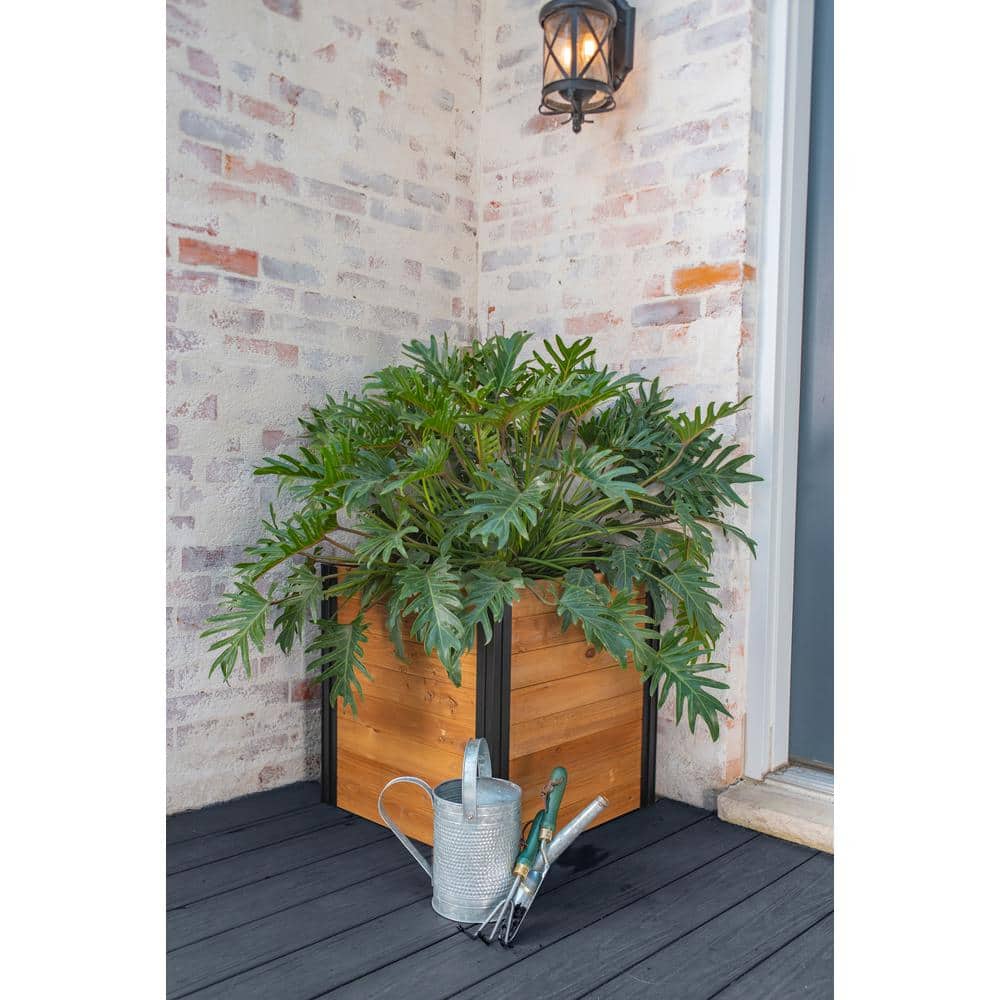 Mezza 22" Golden Brown Cedar Cube Planter with Modern Minimalist Design
