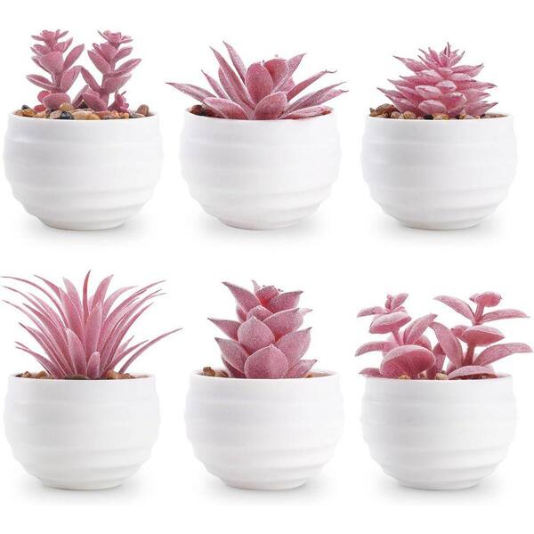 camille plant Dieffenbachia Camille Plants