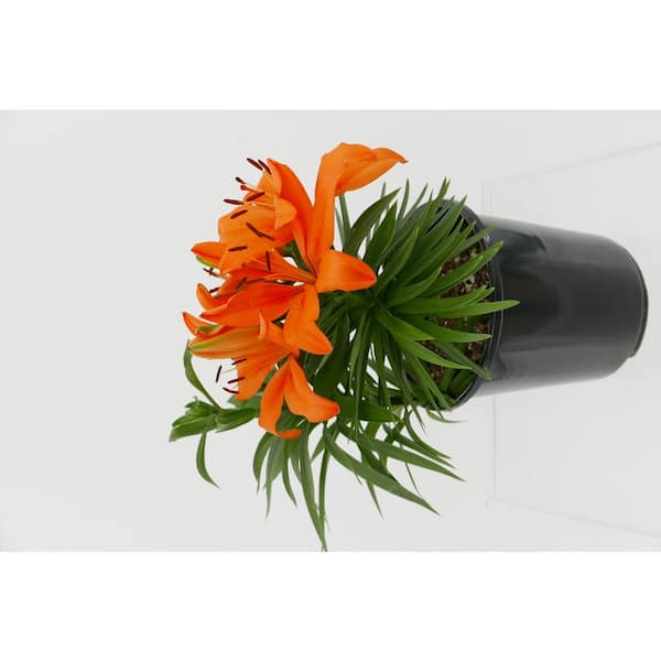 Unbranded 2.5 Qt. Perennial Asiatic Lily Orange (4-Pack)