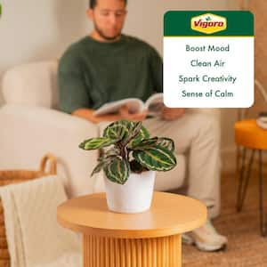 Grower's Choice Calathea Indoor Plant in 6 in. White Decor Planter, Avg. Shipping Height 10 in.