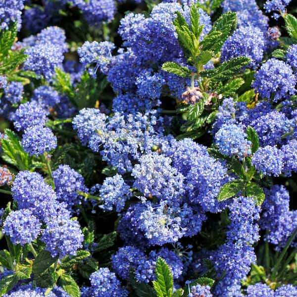 Alder & Oak #5 container "Concha" California Lilac plant (2-pack)
