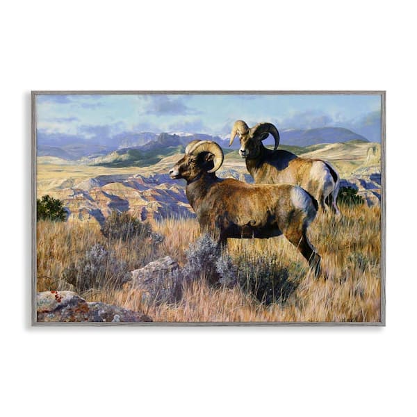 Stupell Industries Wild Rams Torrey Canyon by Mark Kelso Gray Framed Nature Giclee Art Print 16 in. x 24 in.