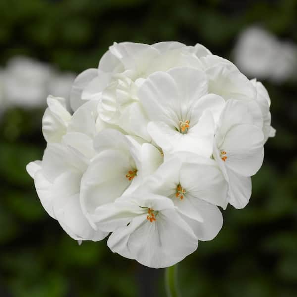 Unbranded 4 in. White Geranium Plant Seed