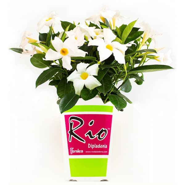 Rio 2 Qt. Dipladenia Flowering Annual Shrub with White Flowers