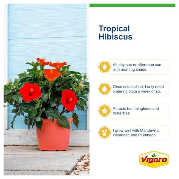 Vigoro Grower's Choice Braided Hibiscus Tropical Plant in 2 Gal. Grower Pot,  Avg Shipping Height 3-4 ft. Tall L-HBB-G-POT-01 - The Home Depot