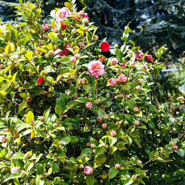 national PLANT NETWORK 1 Gal. Camellia Japonica Tricolor Shrub