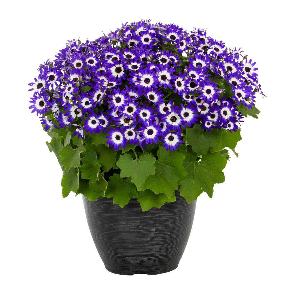 Vigoro 2 Gal. Vigoro Select Pericallis Senetti Blue Bicolor In 