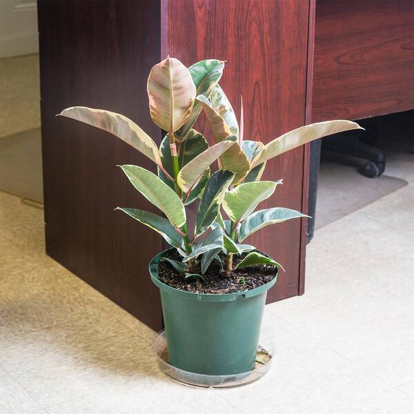 Perfect Plants Ficus Elastica, Vibrant Variegated Color Rubber Fig 'Tineke'  in 6 in. Grower's Pot THD00481 - The Home Depot
