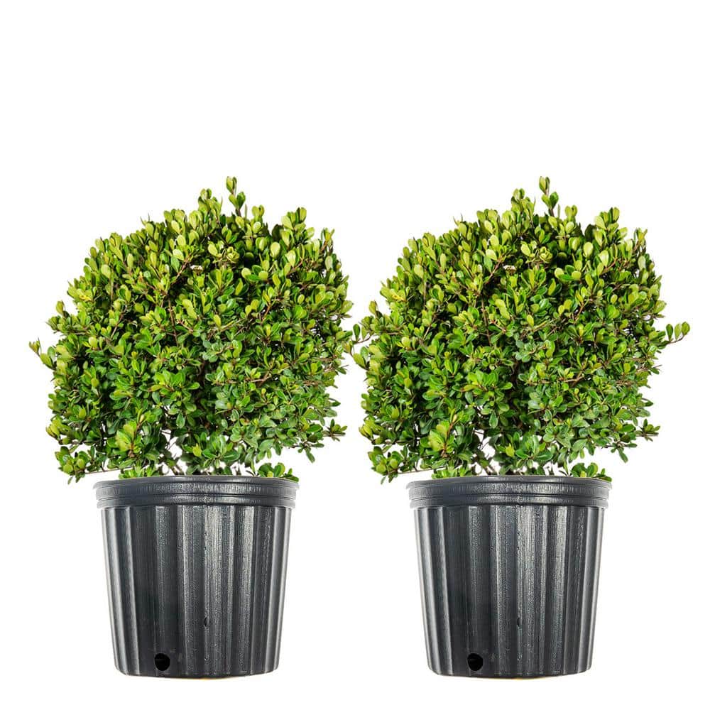 #3 Mrs. Schillers Delight Viburnum Shrub (2-Pack)
