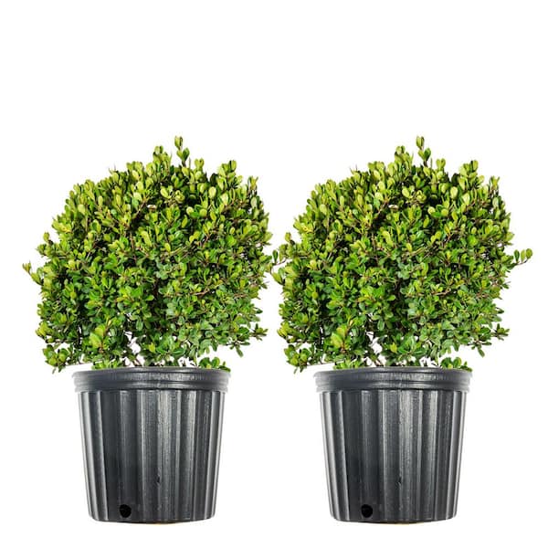Unbranded #3 Mrs. Schiller's Delight Viburnum Shrub (2-Pack)