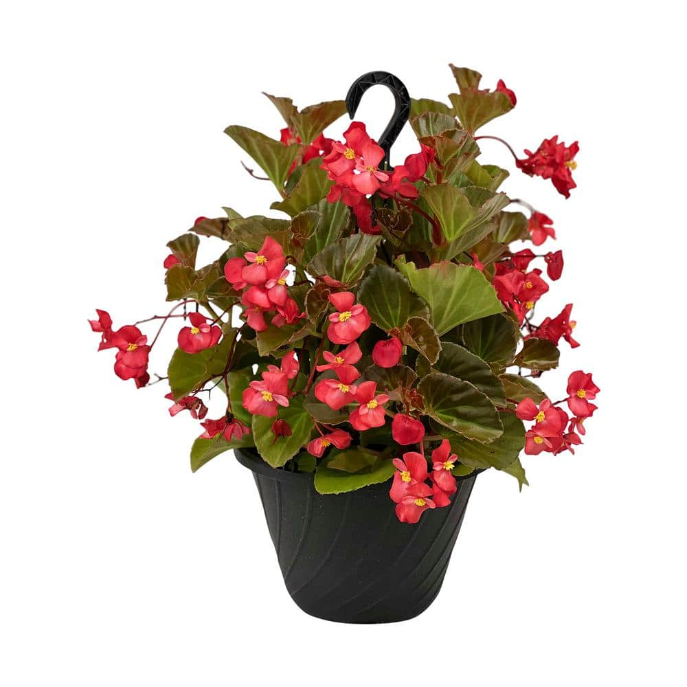 Pure Beauty Farms 4.73L. Begonia Bronze Leaf Scarlet Flower 10 in ...