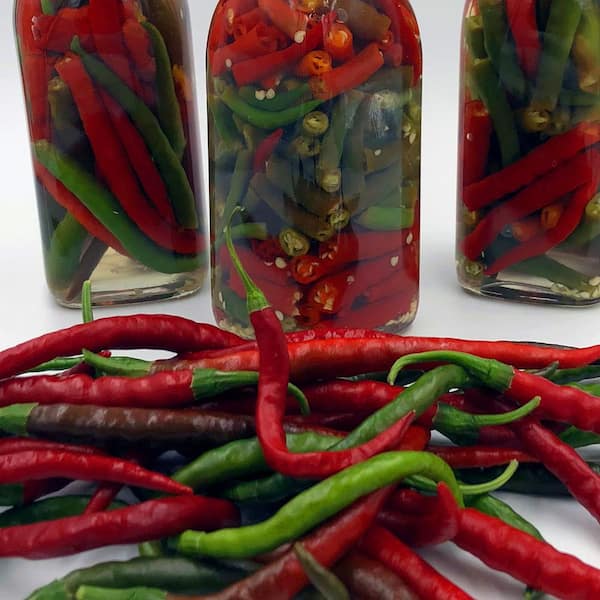 19 oz. Hot Red Cayenne Pepper Plant