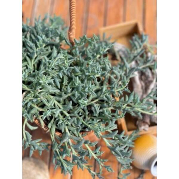 Unbranded - Live Rooted Spreading Plant Flowers Senecio Peregrinus, Dolphin Chlorophytum